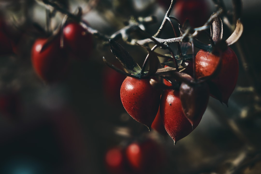 Exploring the Exotic and Sweet Taste of Rambutan