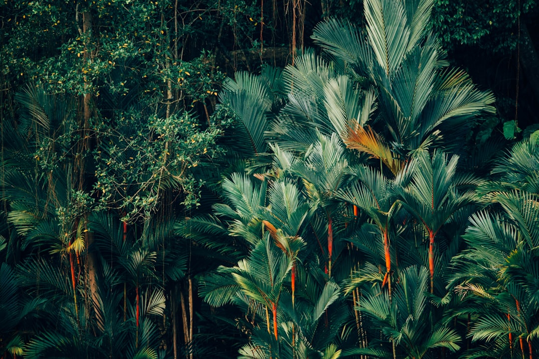 Photo Tropical forest